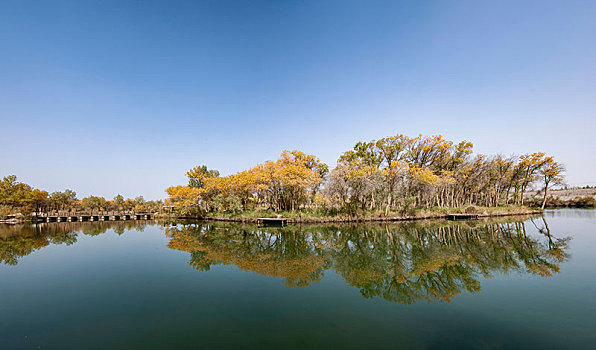新疆泽普叶尔羌河畔的胡杨林