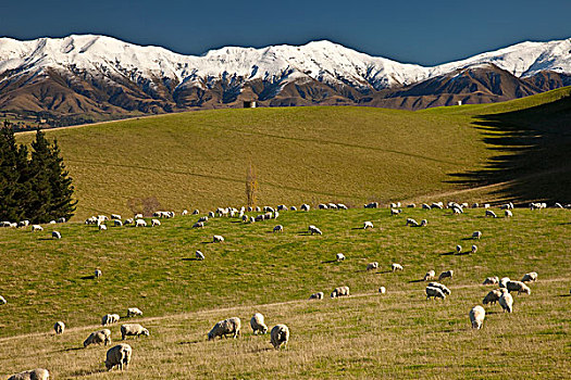 家羊,绵羊,成群,放牧,早,冬天,雪,山,新西兰