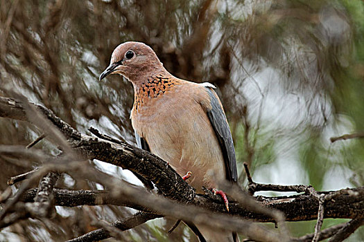 鸽子,西澳大利亚,澳大利亚
