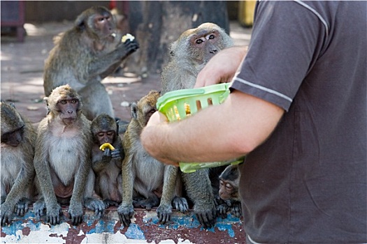 旅游,喂食,短尾猿,猴子