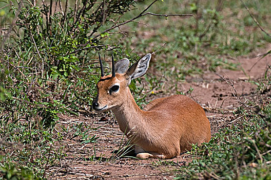 小岩羚,马赛马拉国家保护区,肯尼亚