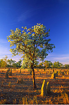 蚁丘,桉树,北方,昆士兰,澳大利亚