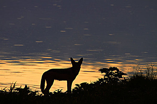 黑背狐狼,黑背豺,水坑,埃托沙国家公园,纳米比亚,非洲