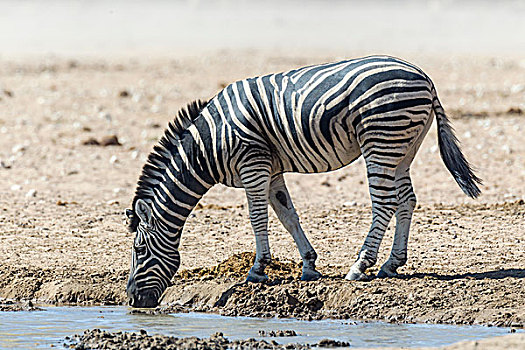 平原斑马,水坑,埃托沙国家公园,纳米比亚,非洲