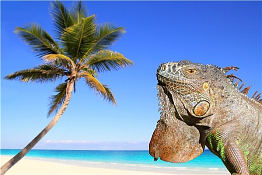 墨西哥,鬣蜥蜴,热带,加勒比,海滩