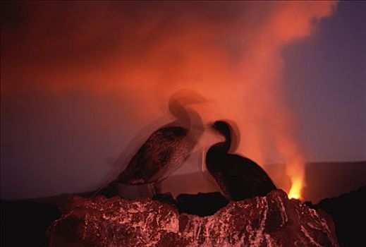 鸬鹚,一对,火山爆发,费尔南迪纳岛,加拉帕戈斯群岛,厄瓜多尔
