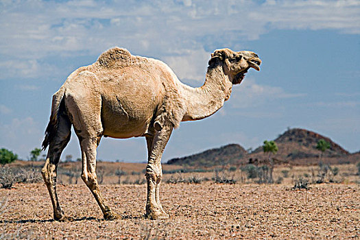 骆驼,靠近,公路,内陆地区,北方,澳大利亚