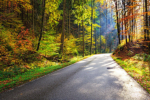 道路,秋天,树林,波希米亚风格,瑞士
