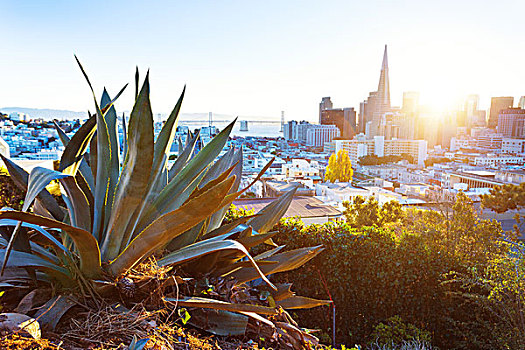 植物,城市,旧金山,晴天