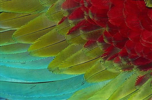 红绿金刚鹦鹉,绿翅金刚鹦鹉,翼,羽毛,卡奈伊玛国家公园,委内瑞拉