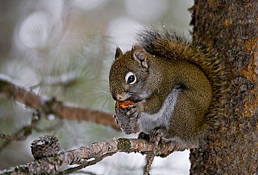 州立公园,爱达荷,美国,红松鼠,坐,树上,吃,松果,冬天