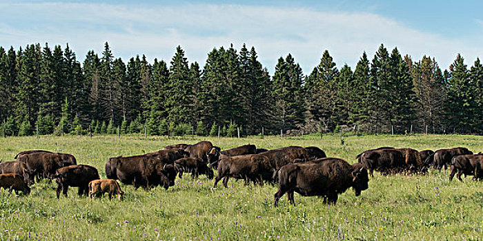 牧群,野牛,走,地点,湖,营地,赖丁山国家公园,曼尼托巴,加拿大