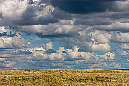 叉角羚,北美叉角羚,草地,国家,萨斯喀彻温,加拿大