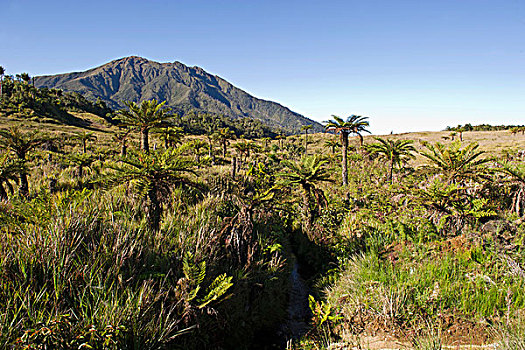 高山,草地,铁树目裸子植物,间隙,南方,高地,巴布亚新几内亚,大洋洲