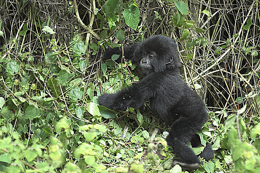 山地大猩猩,年轻,大猩猩,玩,竹林,卢旺达,中非