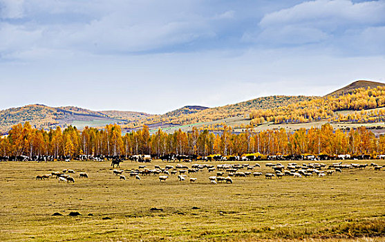秋天牧场上的羊群