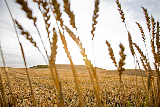 穗,小麦,特写,瑞典