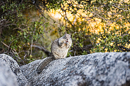 头像,松鼠,岩石上,优胜美地国家公园,加利福尼亚,美国
