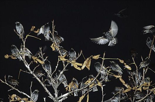 常见八哥,紫翅椋鸟,成群,栖息,树上,夜晚,欧洲