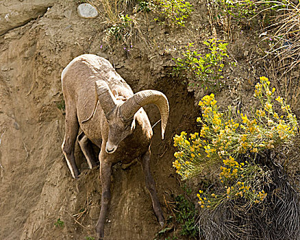 大角羊,滑动,救助,溪流,区域,黄石国家公园,蒙大拿,美国