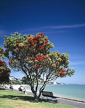 湾,海滩,树,奥克兰,北岛,新西兰