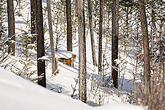 狐狸,雪,木,沃特顿,艾伯塔省,加拿大