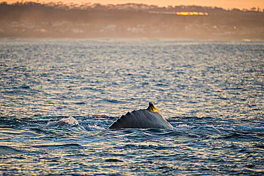 驼背鲸,日出,大翅鲸属,鲸鱼,沙丁鱼,东开普省,南非