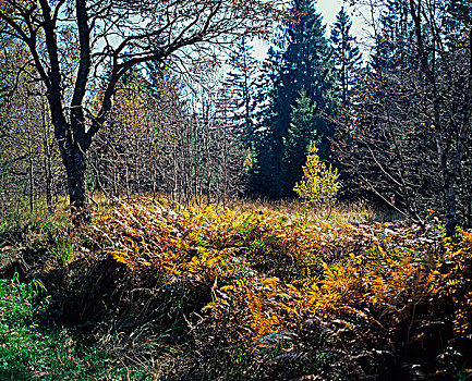 蕨类,秋天,黑森林,巴登符腾堡,德国