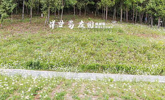 洋甘菊开花时节