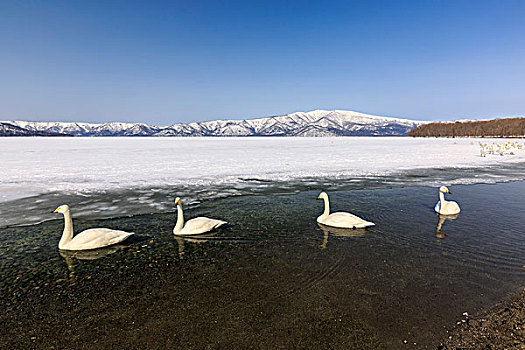 北海道天鹅湖