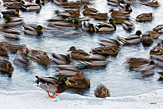 野鸭,绿头鸭,成群,游泳,水,连通,溪流,冬天,萨德伯里,安大略省