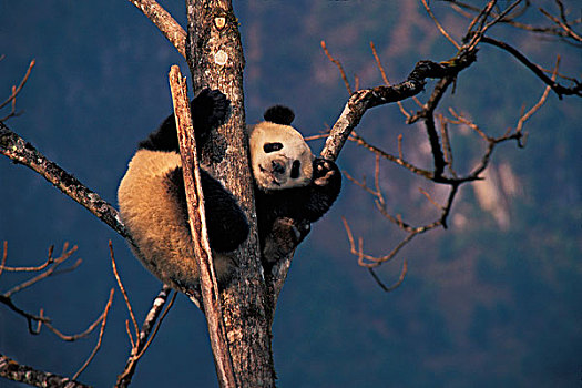 熊猫,玩,树上,卧龙,四川,中国
