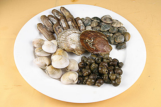 贝壳种类大全海鲜图片