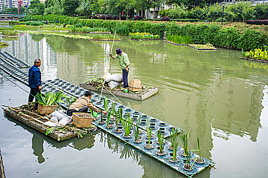 水环境治理,水生植物,五水共治,污水处理