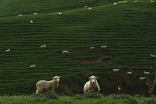 绵羊,靠近,北岛,新西兰