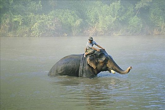 泰国,人,骑,大象,河