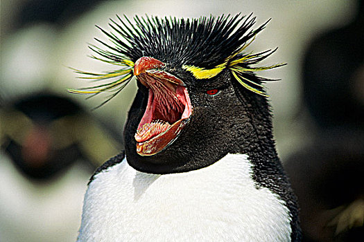 成年,凤冠企鹅,南跳岩企鹅,展示,僵硬,舌头,食物,肚子,福克兰群岛,南方,大西洋