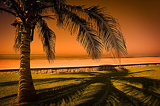 棕榈树,玛扎特兰,墨西哥