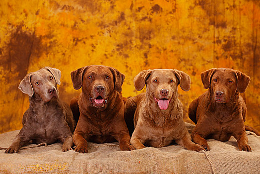 切萨皮克湾寻猎犬,雄性,三个,母狗,四个,狗,卧,靠近,相互