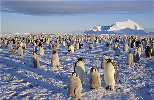 帝企鹅,生物群,阿特卡湾,公主,海岸,威德尔海,南极