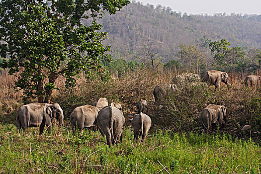 牧群,印度,亚洲象,移动,国家公园
