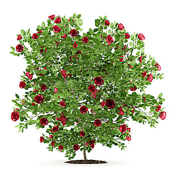 红玫瑰,灌木,植物,隔绝,白色背景,背景,插画