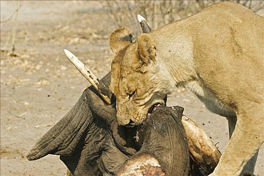 雌狮,狮子,捕获,大象,萨维提,乔贝国家公园,博茨瓦纳,非洲