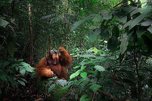 苏门答腊猩猩,坐,登录,古农列尤择国家公园,北方,苏门答腊岛