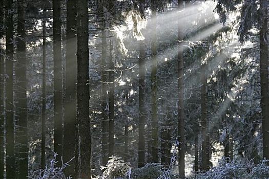 太阳,光照,冬天,树林,白霜,黑森州,德国