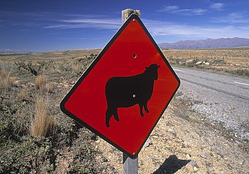 绵羊,警告标识,南岛,新西兰