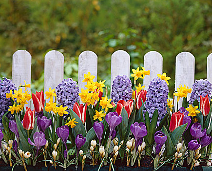 春花,窗台花箱,正面,花园栅栏