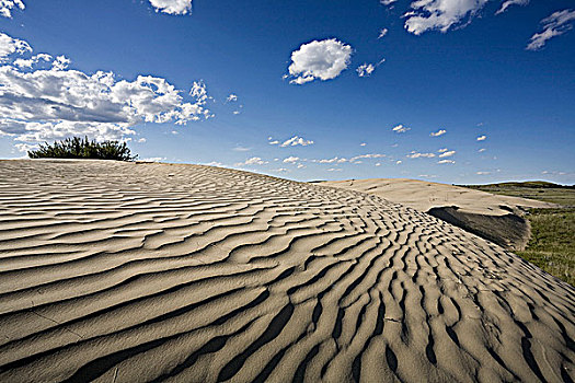 沙丘,大沙山,剩余,草原,区域,萨斯喀彻温,加拿大,靠近,权杖