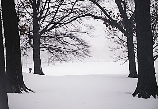冬季风景,树,积雪,地面