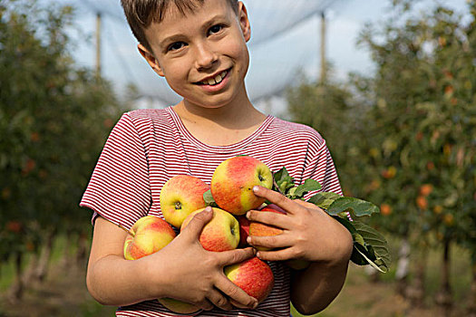 头像,微笑,男孩,拿着,苹果,果园